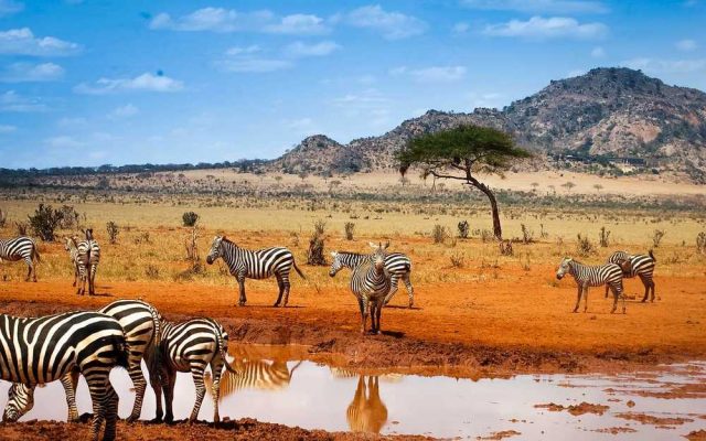 Зебры, Африка.