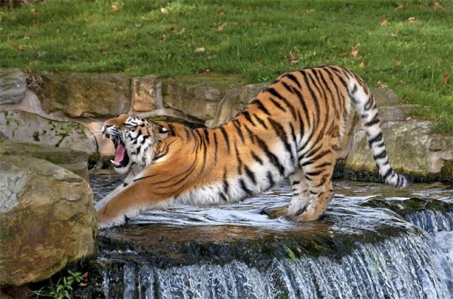 Тигр, водопад.