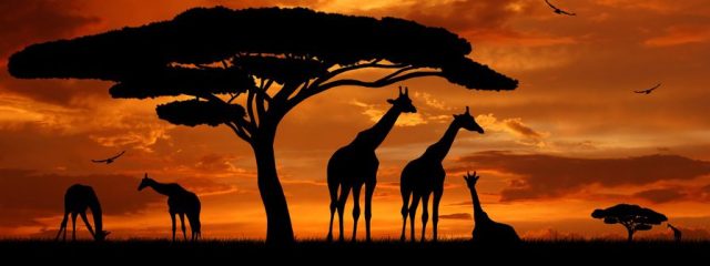 Африканские животные.