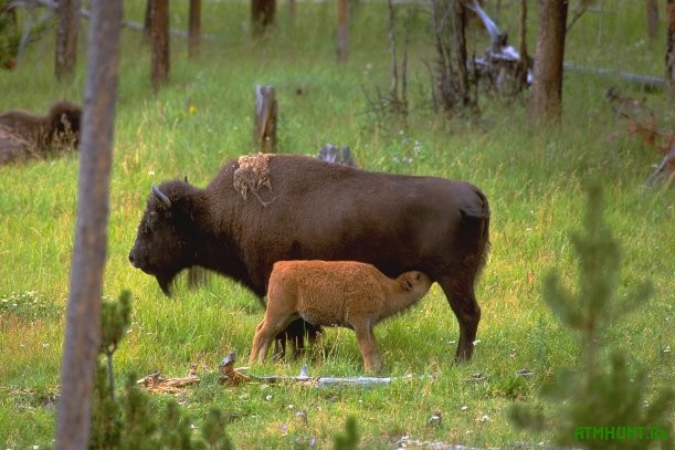 Самка бизона с детенышем.