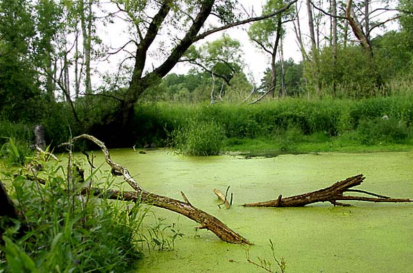 Зеленое болото.