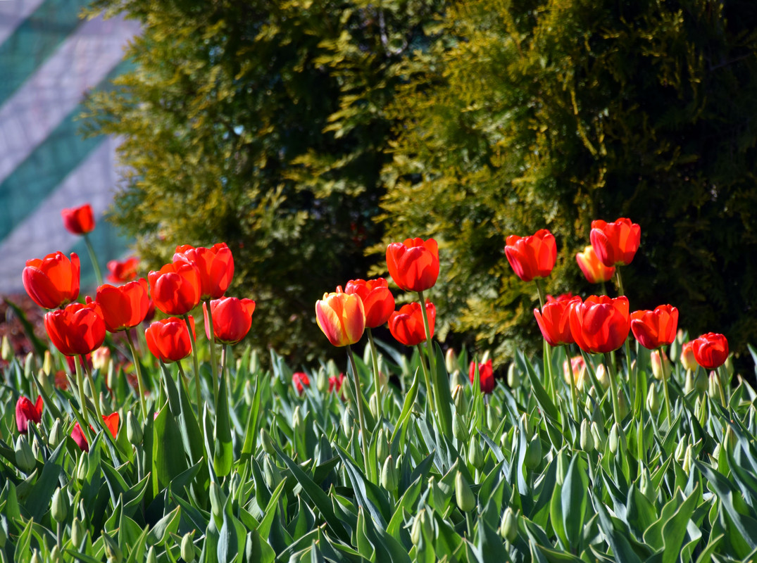 Открытка прелестная майские красные тюльпаны