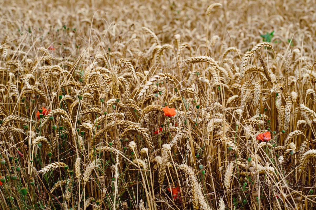 Открытка поле пшеницы в августе