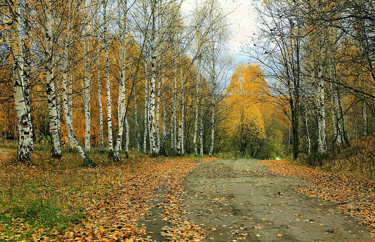 Прелестная открытка лес в октябре