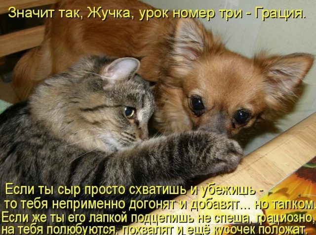 Смешная картинка рыжая собака с котом.