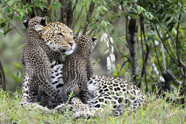 Леопард с детенышами.