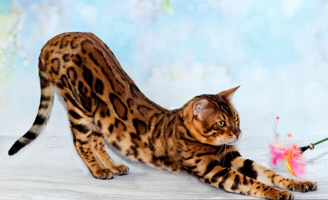 Ленивая бенгальская кошка.