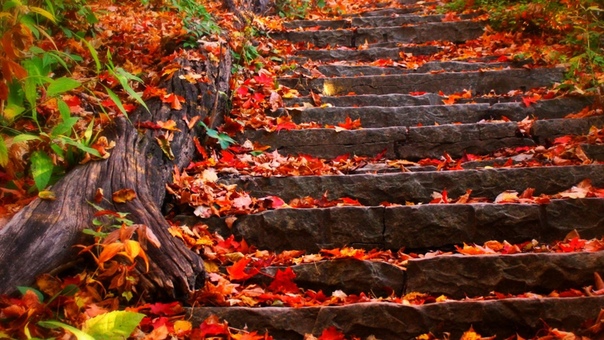 Лестница в листьях.