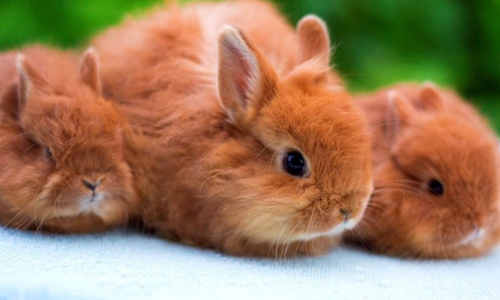 Красивые картинки кролики