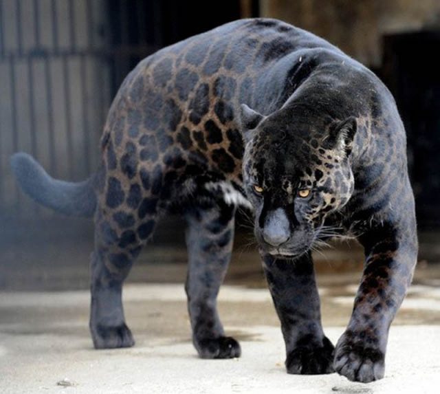 Ягуар и леопард.