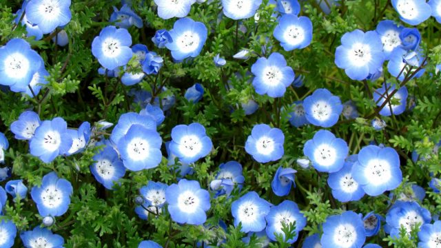 Голубые цветы.