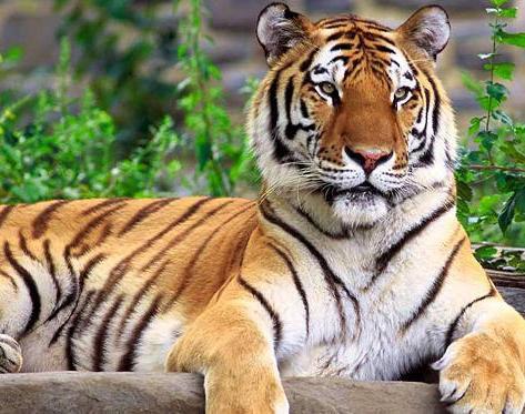 Тигр на природе.