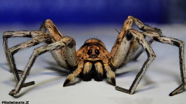 Большой паук на паутине