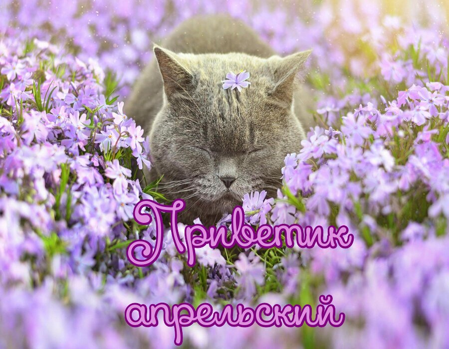Картинка нежная котик в луговых цветах