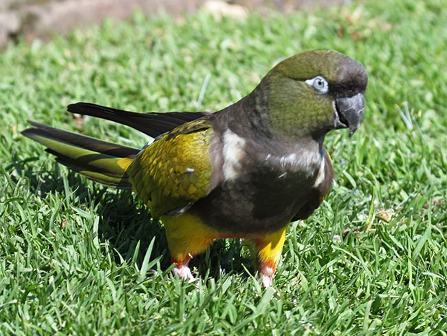 Скалистый (патагонский) попугай