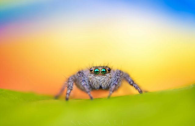 Красивые картинки пауков на рабочий стол