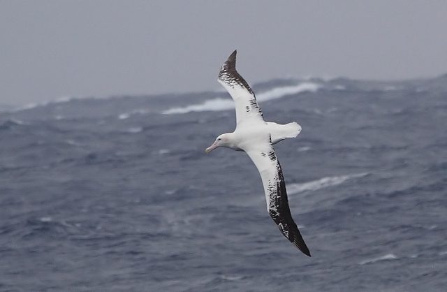 Фото птицы альбатроса.
