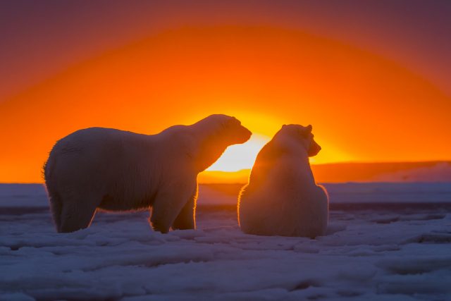 Красивый закат, Северный полюс, медведи.