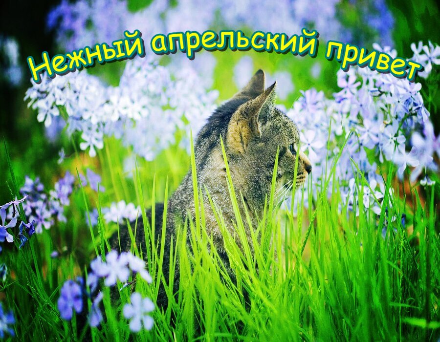 Чудесная открытка котенок на лугу