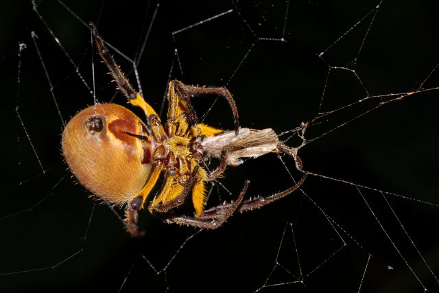 Огромный мохнатый паук с зелеными глазами