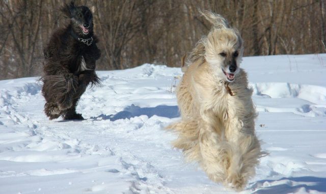 Собаки на снегу.