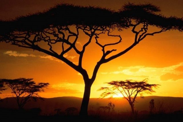 Закат, Африка, деревья.