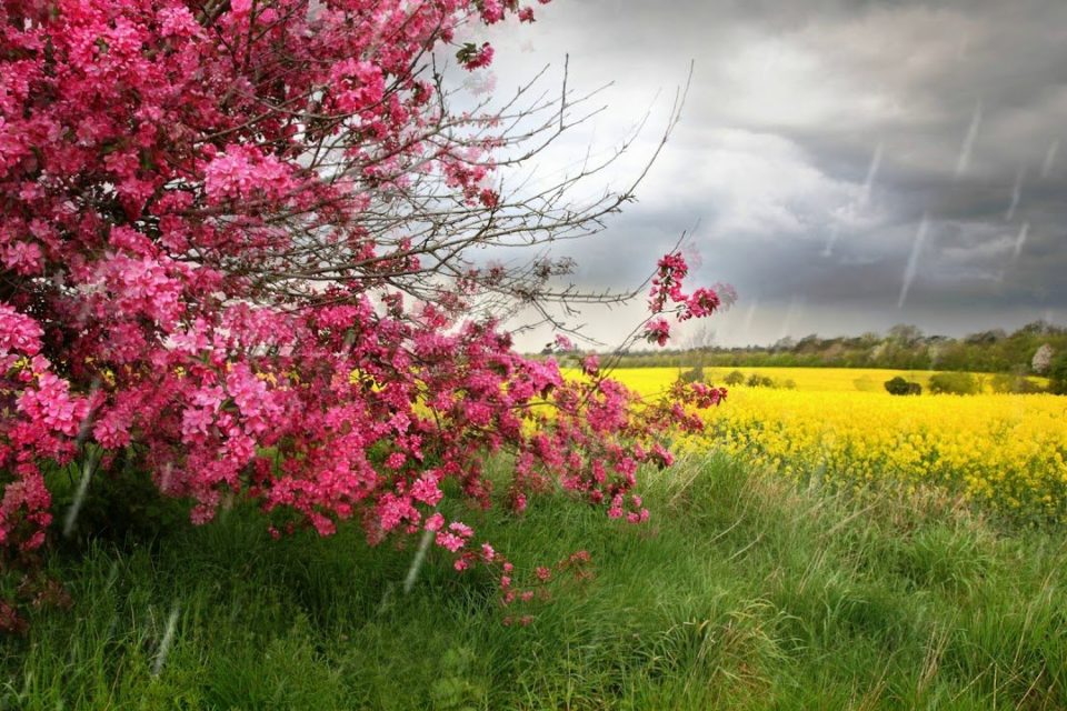 Прекрасная открытка цветение деревьев в мае