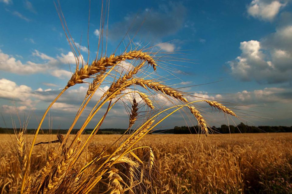 Открытка красивая пшеница в августе