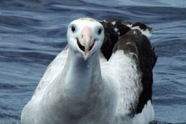 Коричневый альбатрос.