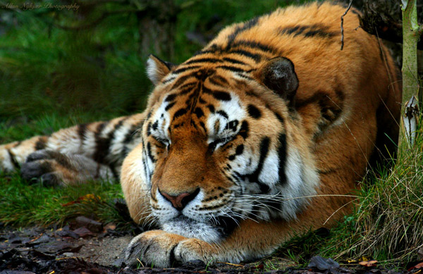 Спящий тигр.