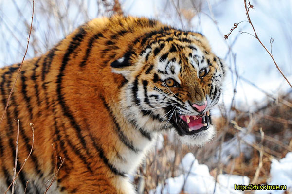 Амурский тигр скалит зубы.