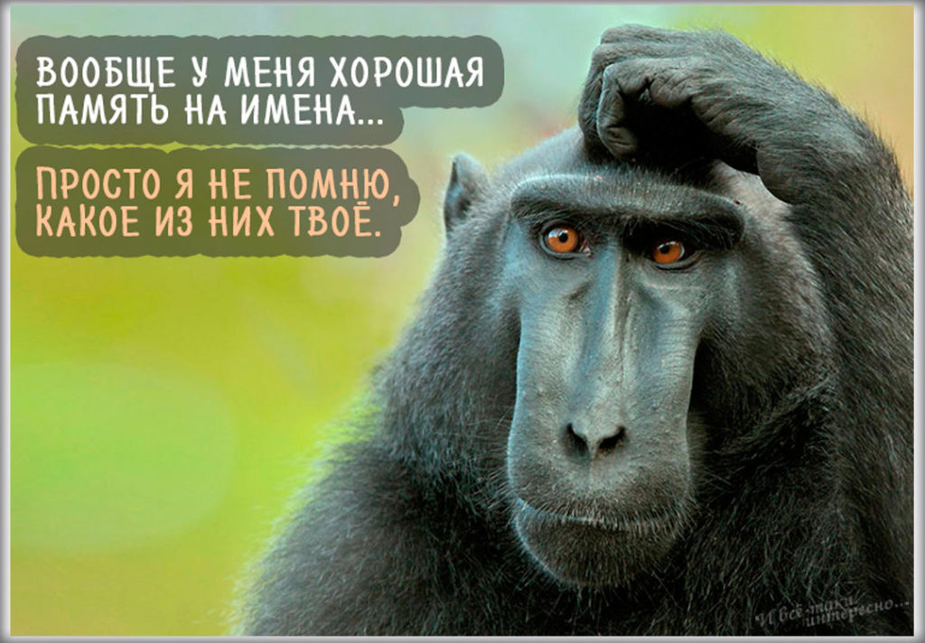 Смешная открытка с обезьяной