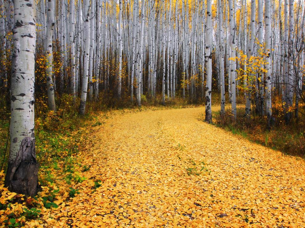 Великолепная картинка октябрьский лес