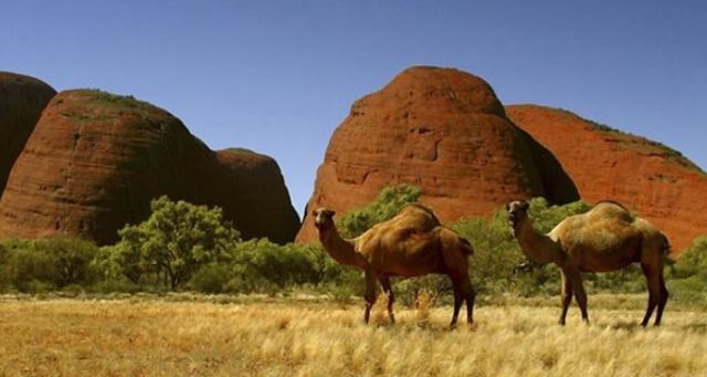 Австралийские верблюды.