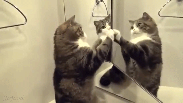 Кот играет с зеркалом