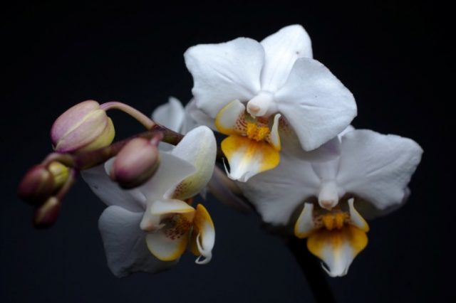 Обои на рабочий стол белая орхидея.