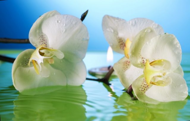 Орхидея, вода.