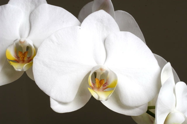 Белая орхидея с желтой серединкой.