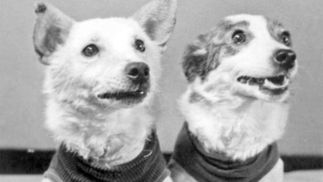 Первые собаки космонавты Белка и Стрелка.