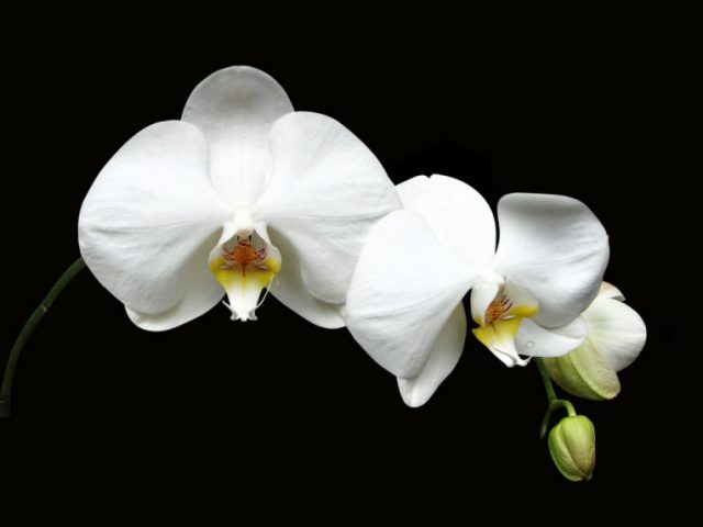 Белая орхидея на черном фоне.