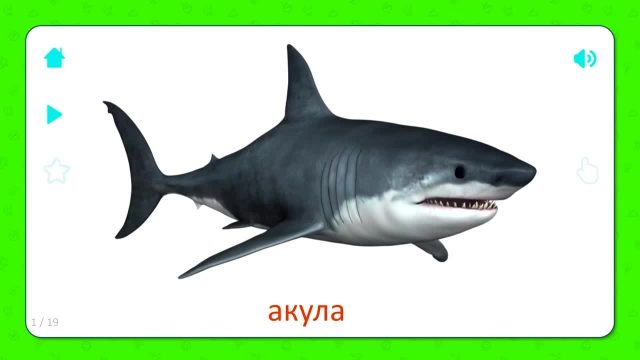 Картинка акула для детей.