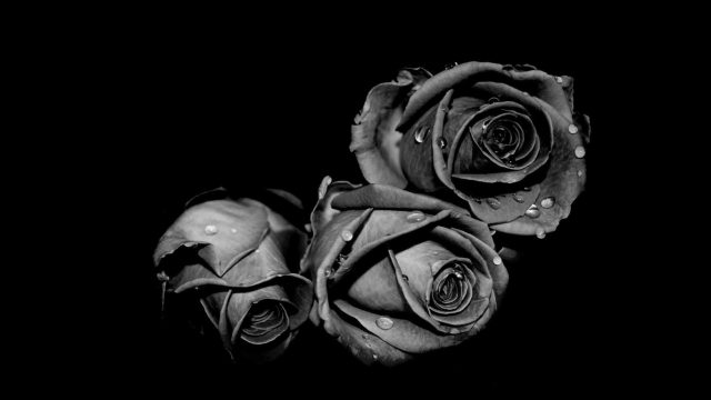 Розы на черном фоне.