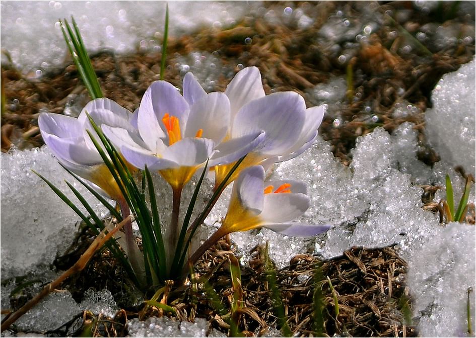 Нежная картинка первые мартовские цветы