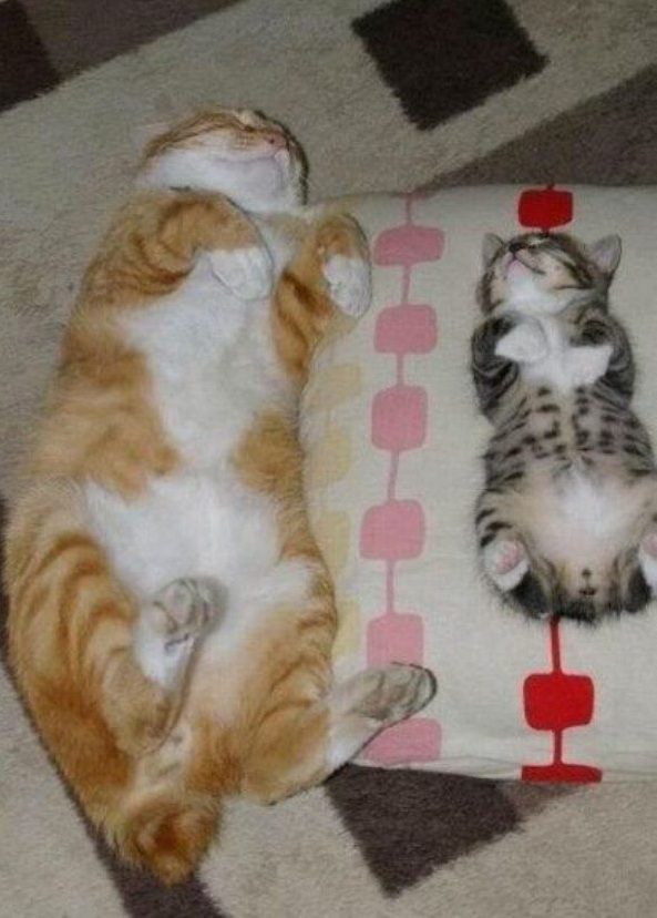 Кот и котенок спят на спине.