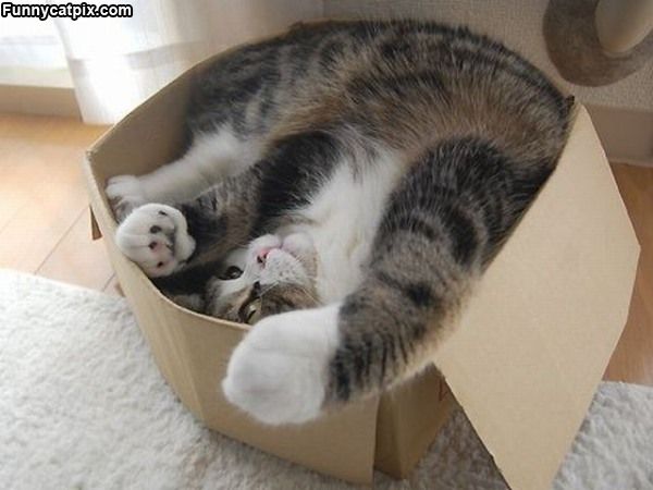 Кот забрался в коробку не по размеру.