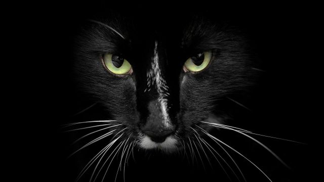 Черная кошка.