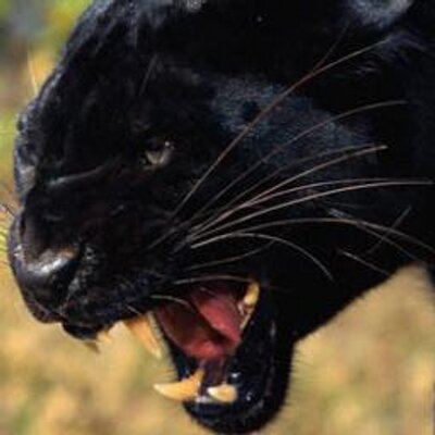 Черная кошка Багира.