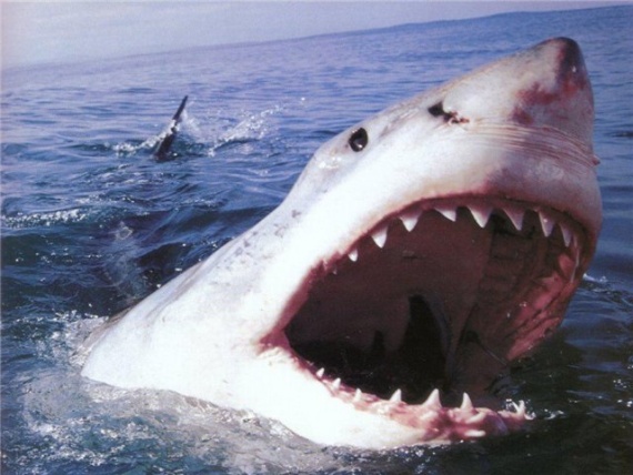 Челюсти акулы убийцы.