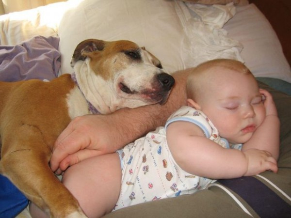 Папа, малыш и собака.
