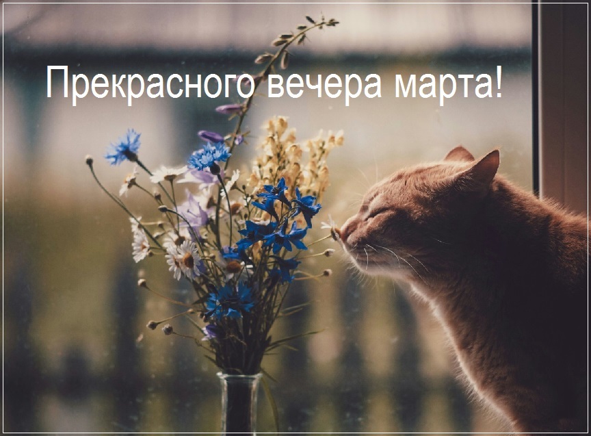 милый котик с цветами